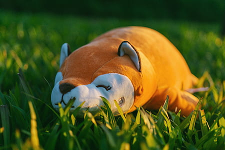 Orange and White Animal Plush Toy on Green Grasses in Focus Photography thumbnail