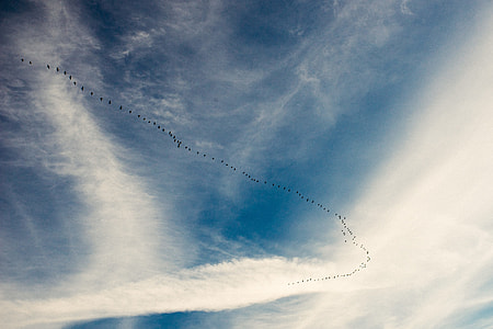 Migration of birds thumbnail