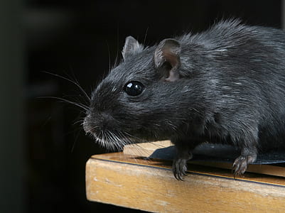 black rat on brown wooden surface thumbnail