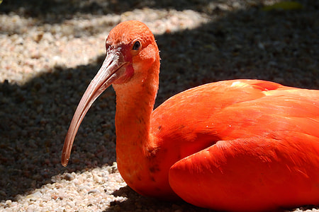 Ibis Red, Eudocimus Ruber thumbnail