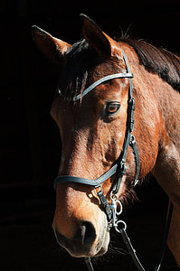close-up of brown horse bust thumbnail
