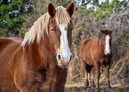 two brown horses thumbnail