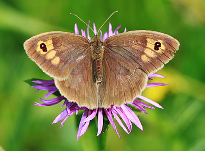 brown butterfly on purple petaled flower photography thumbnail