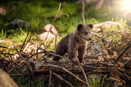 bear on logs thumbnail