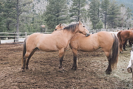 two brown horse thumbnail