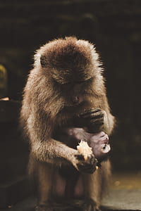 monkey standing while holding food thumbnail
