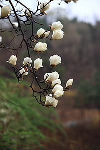 white petaled flowers thumbnail
