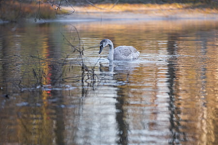 duck on water thumbnail