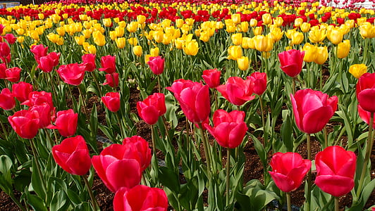 Red Petaled Flower thumbnail