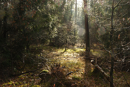 green leaf trees forest during daytime thumbnail