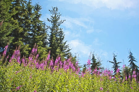 shallow focus photography of pink meadows thumbnail