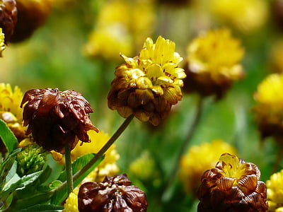 yellow flowers thumbnail