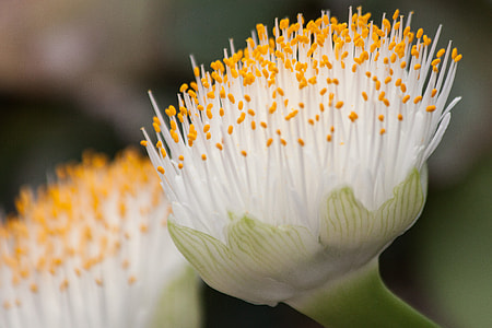 close-up photography of white and yellow silk flower thumbnail