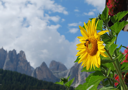 selective focus photography of yellow sunflower thumbnail