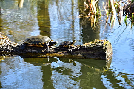 two brown turtles crawling on wood log thumbnail