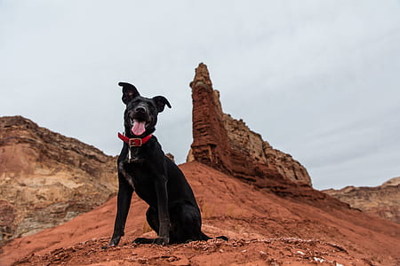adult black Labrador retriever sitting on ground near canyon thumbnail
