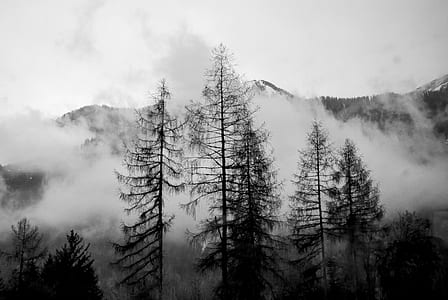 grayscale photography of trees across mountain covered with fogs thumbnail
