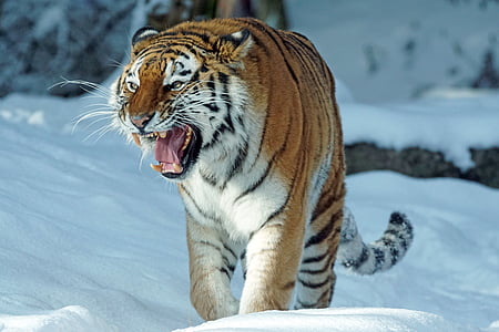Siberian tiger walking on snow thumbnail
