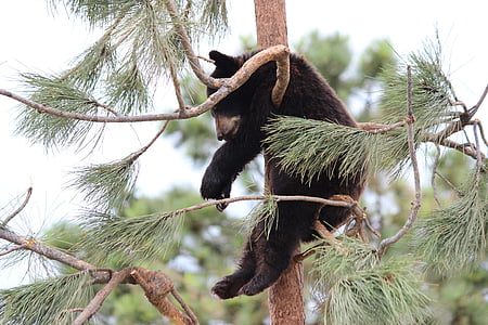 grizzly bear on tree branch during daytime thumbnail