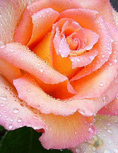 close up photo of carnation thumbnail