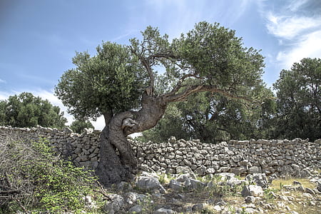 green leafed tree near wall thumbnail