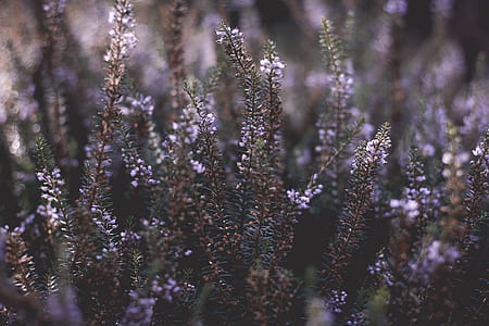 selective focus photo of purple petaled flowers thumbnail