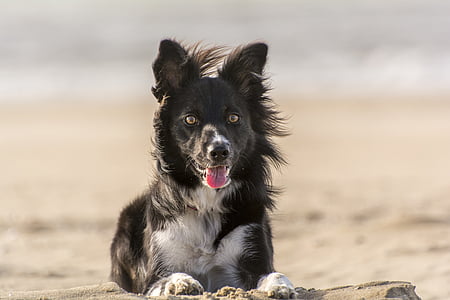 black and white border collie puppy thumbnail