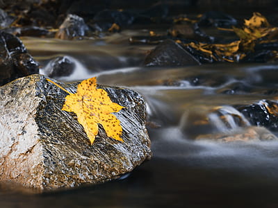 leaf on rock thumbnail