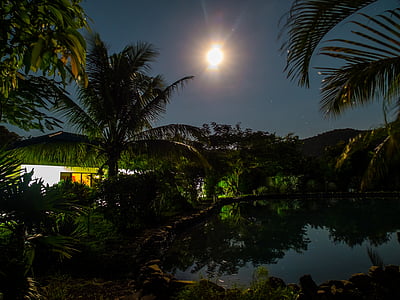 pond with trees at night with moon thumbnail