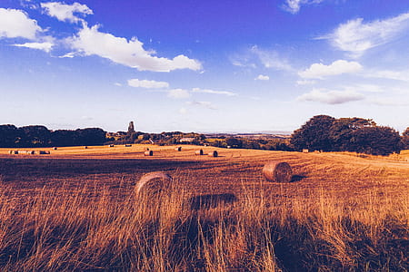 wheat field under cloudy sky thumbnail