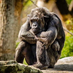 selective focus of primate animal thumbnail