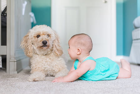 baby crawling near dog thumbnail