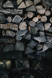 brown tree log photography thumbnail