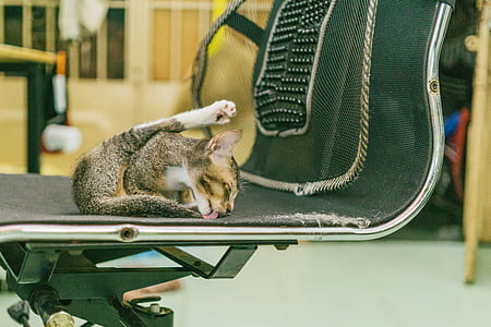 Cat Licking Chair thumbnail
