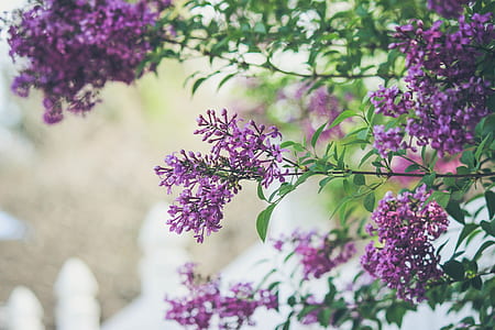 closeup photography of purple petaled flowers thumbnail