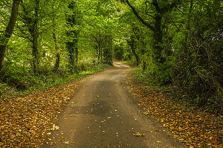 gray asphalt road middle of forest trees thumbnail