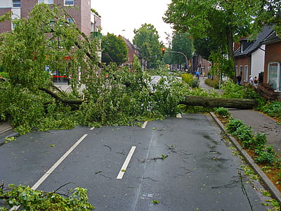 green tree blocking road at daytime thumbnail