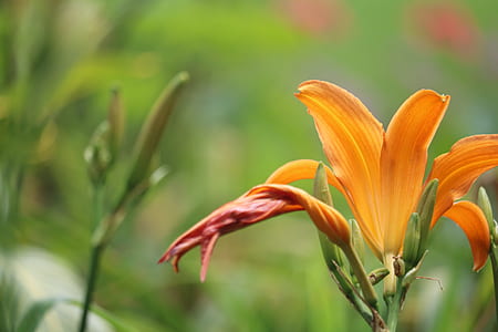 Close-up Photo of Orange Petal Flower thumbnail