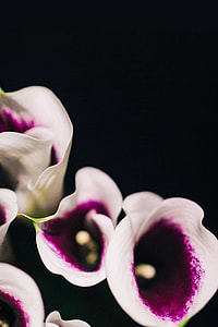 Close-ups of flowers and plants thumbnail