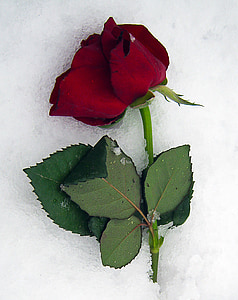 red rose thumbnail