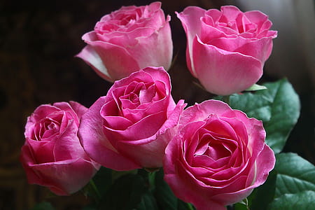 five pink roses thumbnail