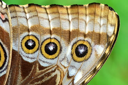 macro photography of purple emperor butterfly wing thumbnail