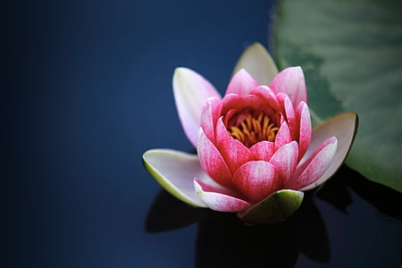 pink water lily flower selective focus photography thumbnail