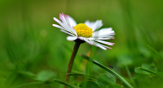 white and pink daisy in selective focus photography thumbnail