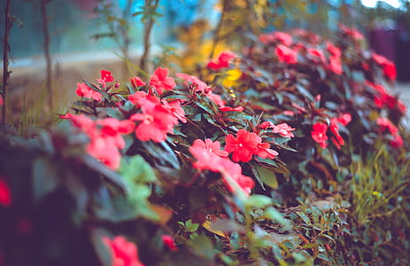 Selective Focus Photography of Red Impatiens Flowers thumbnail