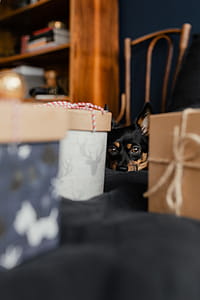 Christmas gifts for a cute little dog thumbnail