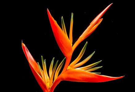 red and yellow plant thumbnail