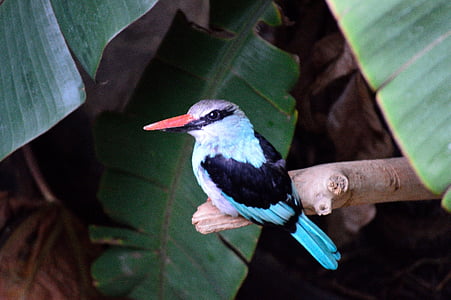 white and black bird perched on tree branch thumbnail