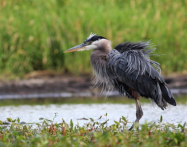 gray and white heron shaking feather thumbnail