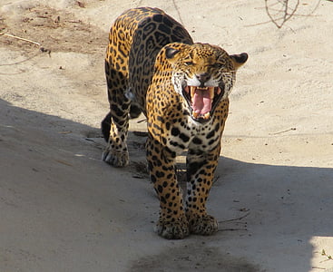 leopard on gray sand thumbnail